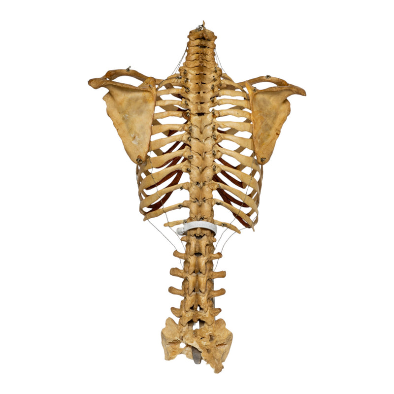 Real Human Torso