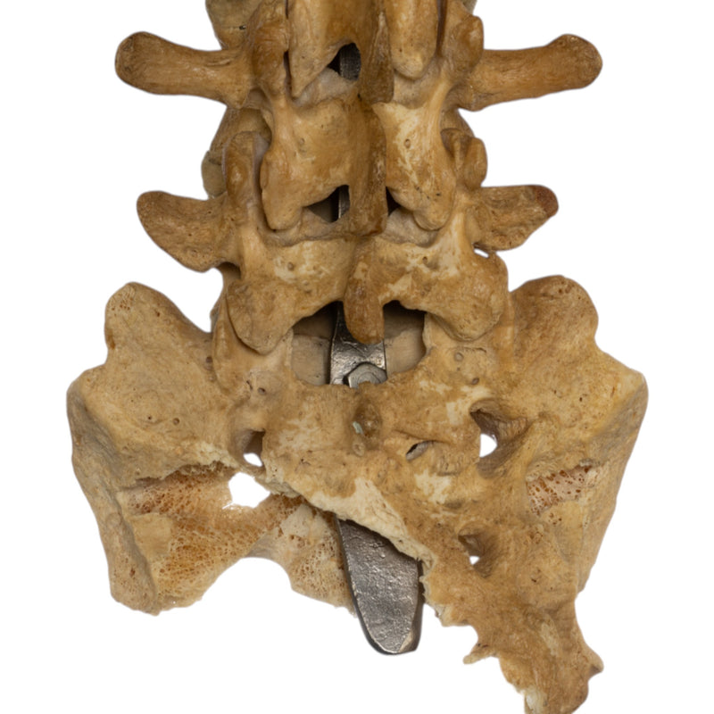 Real Human Torso