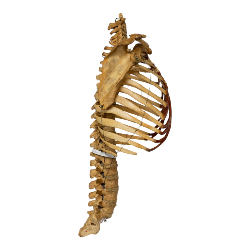 Real Human Torso