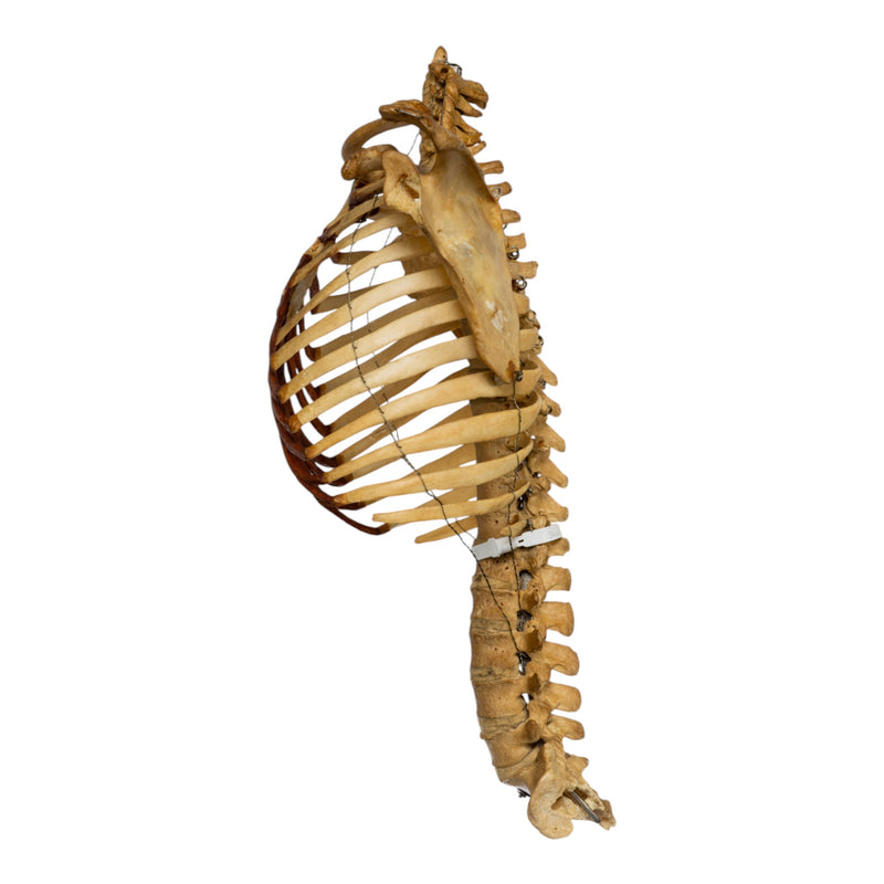 Real Human Torso