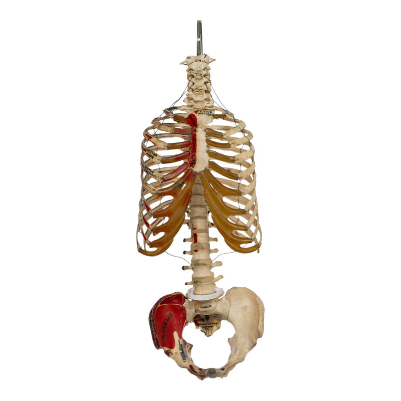 Real Human Torso - Painted