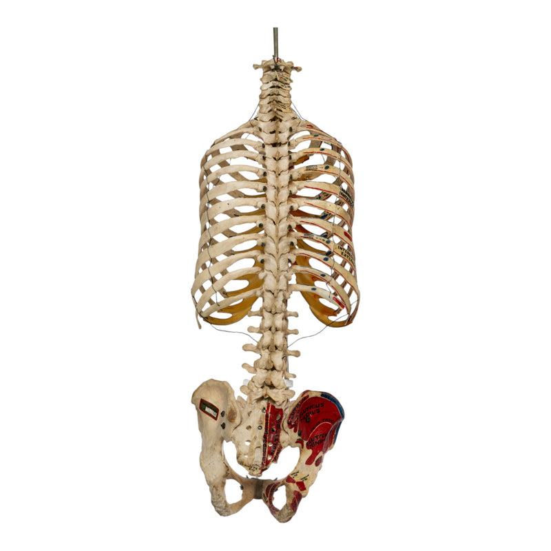 Real Human Torso - Painted