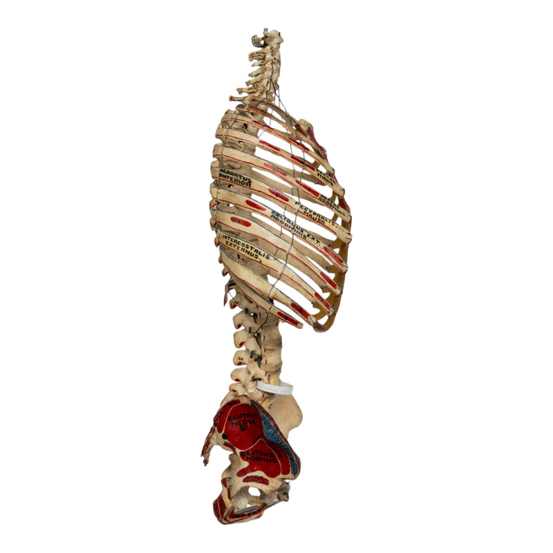 Real Human Torso - Painted