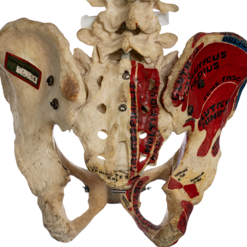 Real Human Torso - Painted