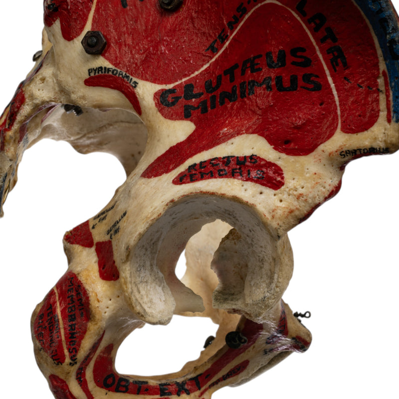 Real Human Torso - Painted