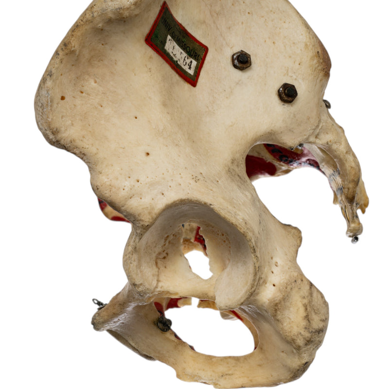 Real Human Torso - Painted