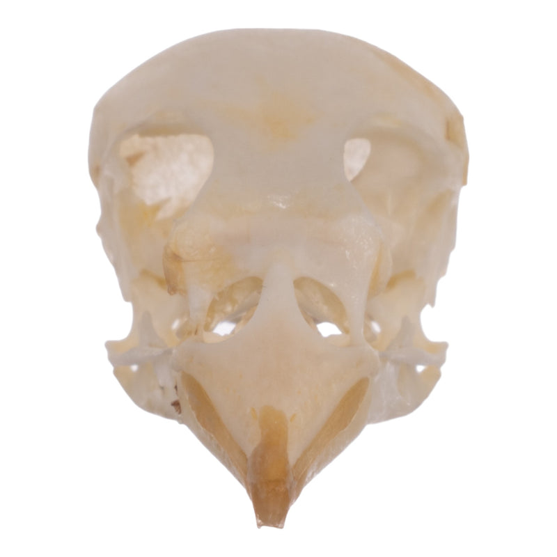 Real House Sparrow Skull