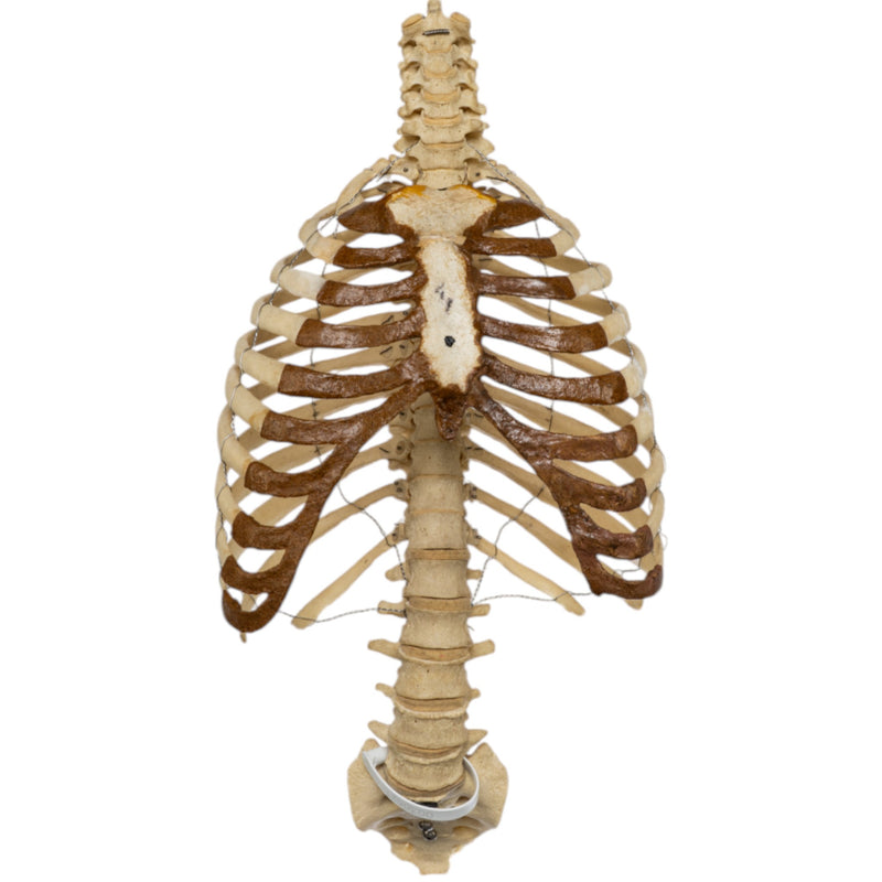 Real Human Torso