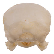 Real House Sparrow Skull