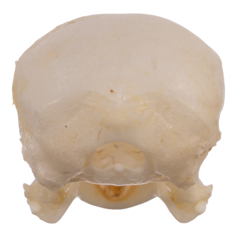 Real House Sparrow Skull