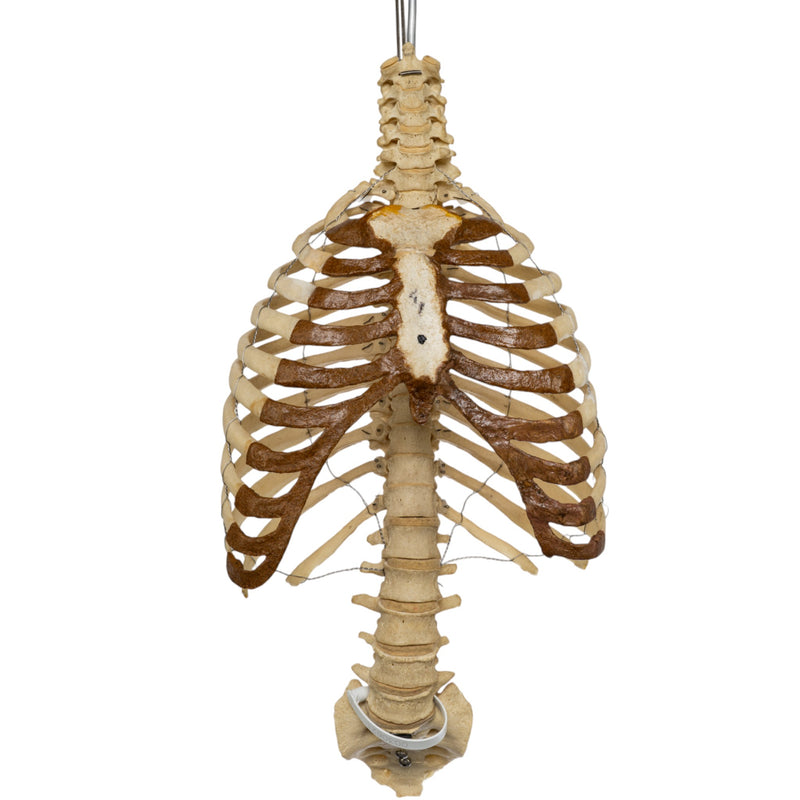 Real Human Torso