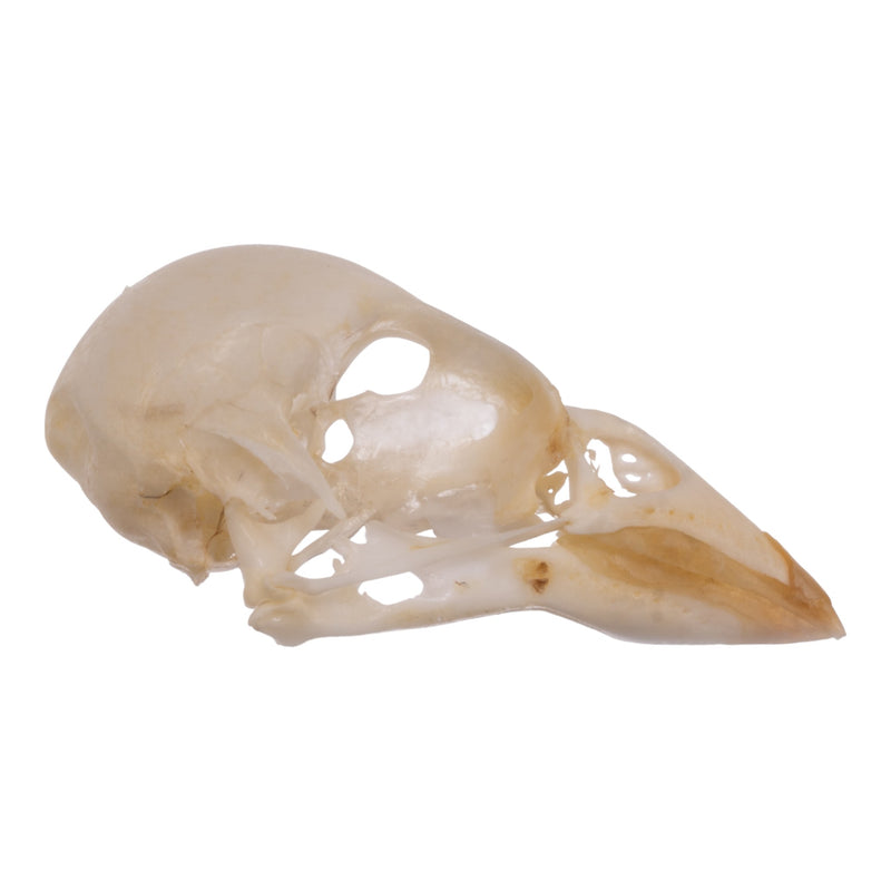 Real House Sparrow Skull