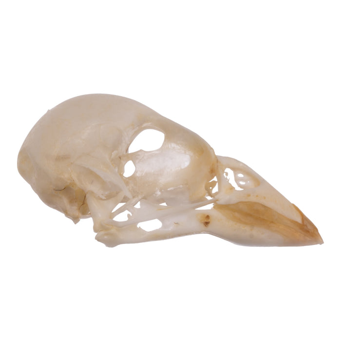 Real House Sparrow Skull