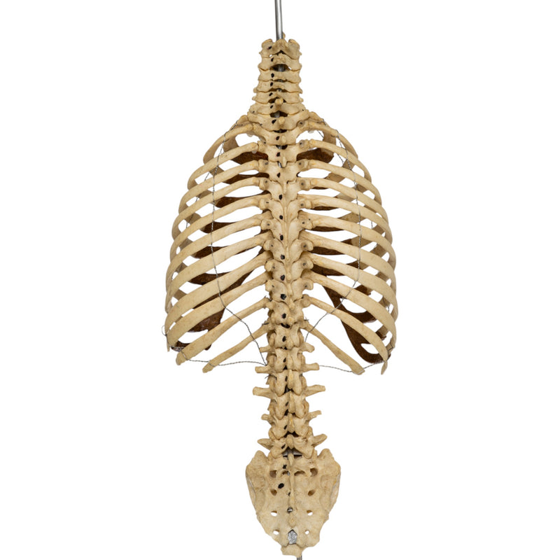 Real Human Torso