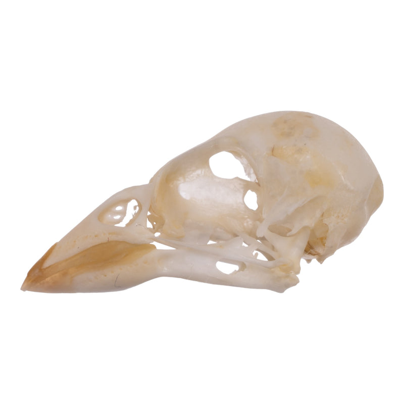 Real House Sparrow Skull