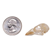Real House Sparrow Skull