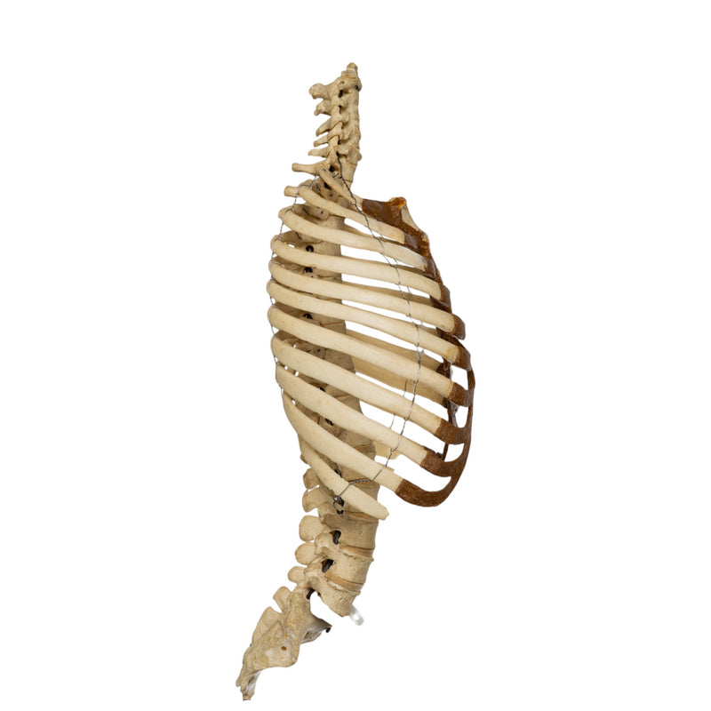 Real Human Torso