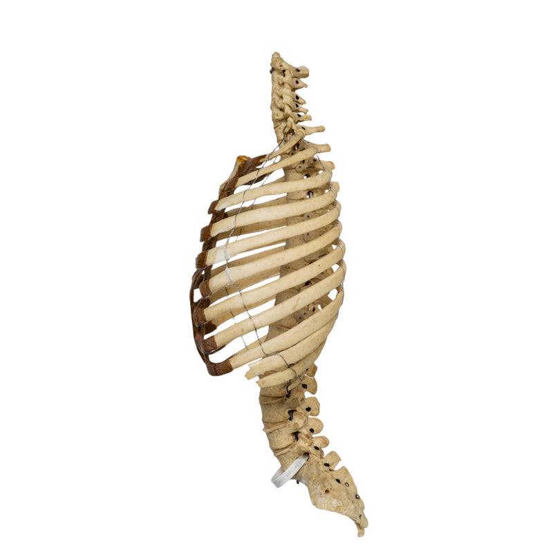 Real Human Torso