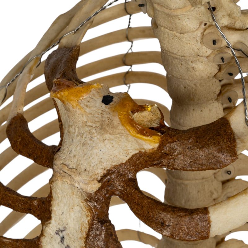 Real Human Torso