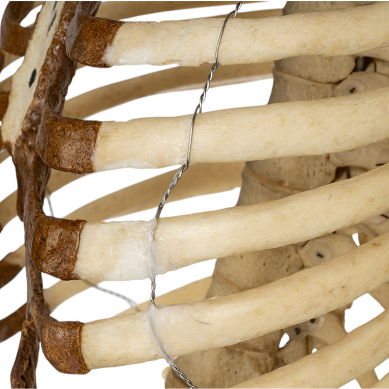 Real Human Torso