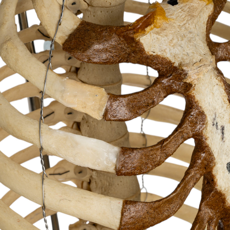 Real Human Torso