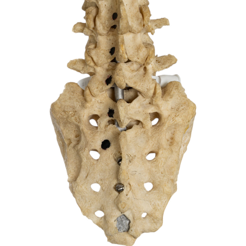 Real Human Torso