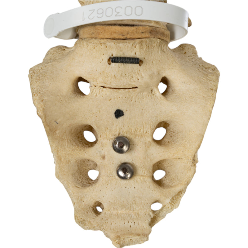 Real Human Torso