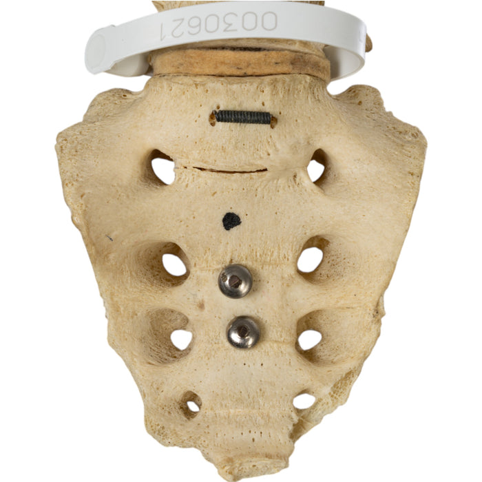 Real Human Torso