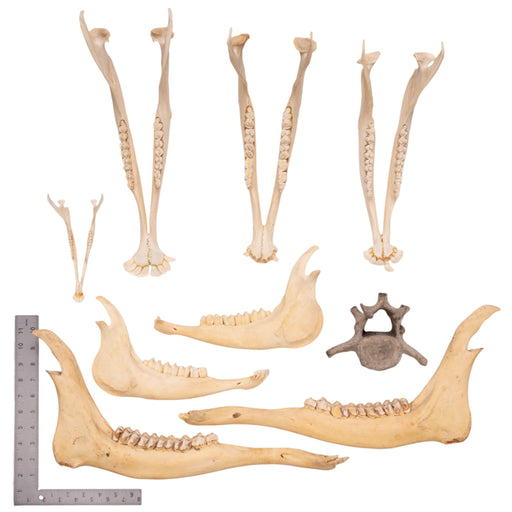 Real Bag-O-Bones