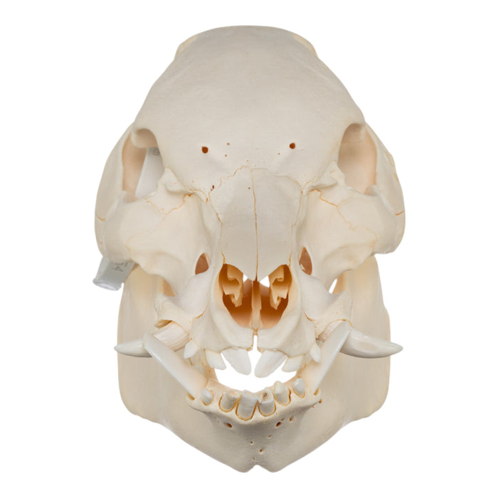 Real Potbellied Pig Skull