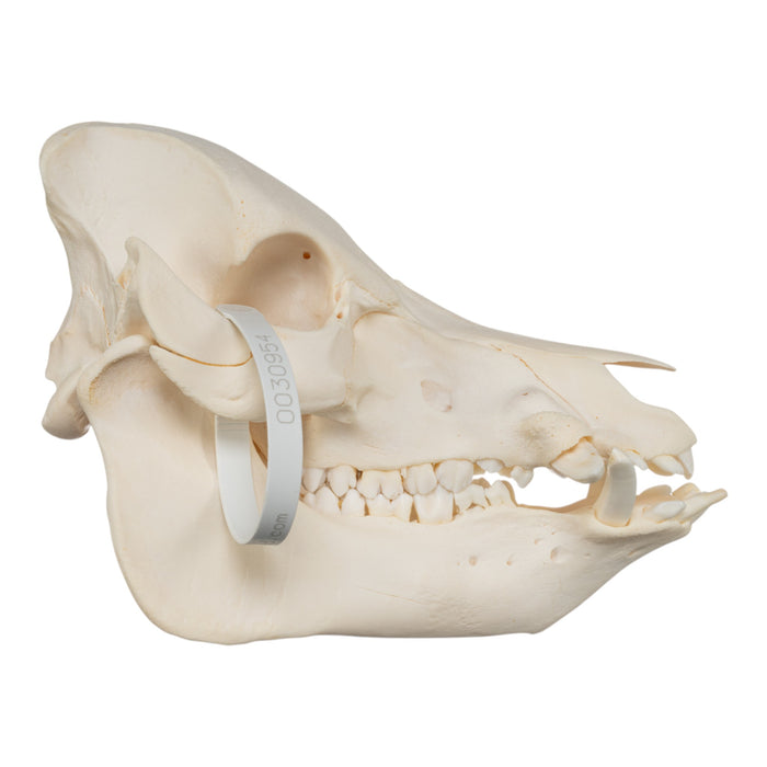 Real Potbellied Pig Skull