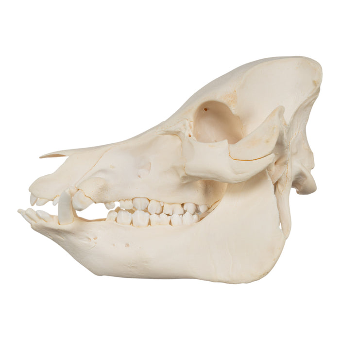 Real Potbellied Pig Skull
