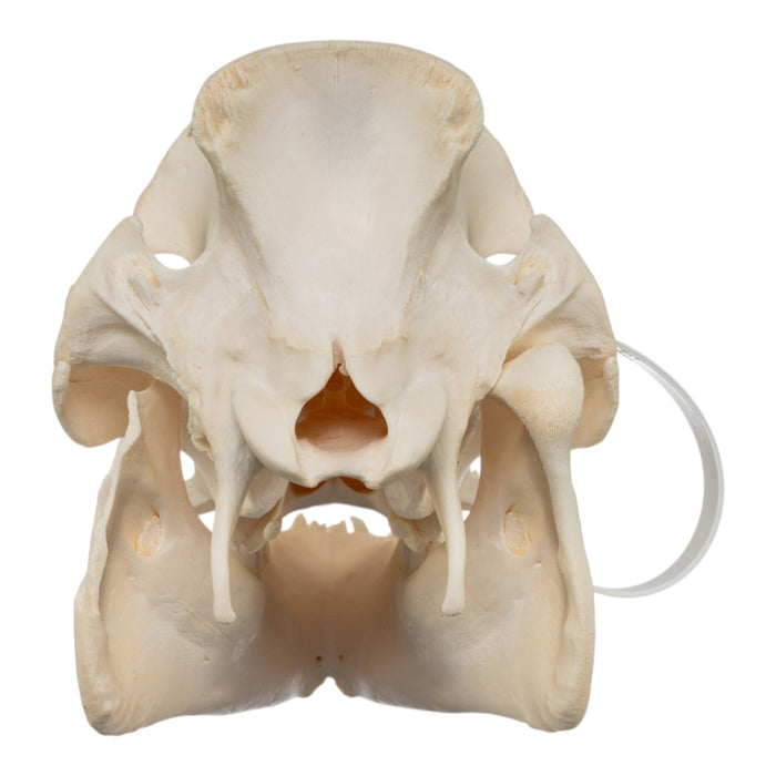 Real Potbellied Pig Skull