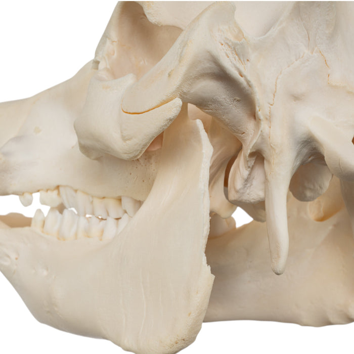 Real Potbellied Pig Skull