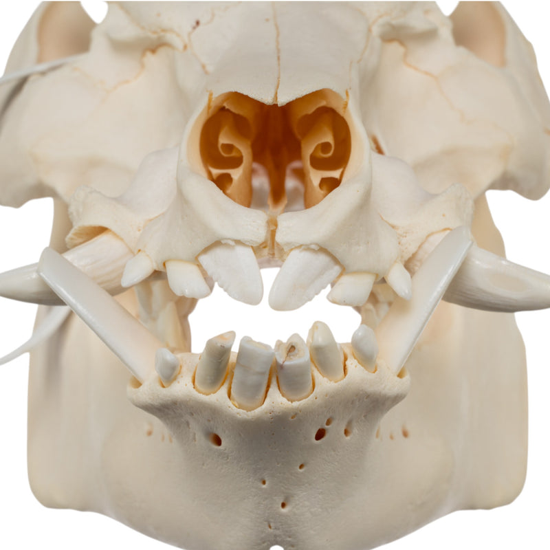 Real Potbellied Pig Skull