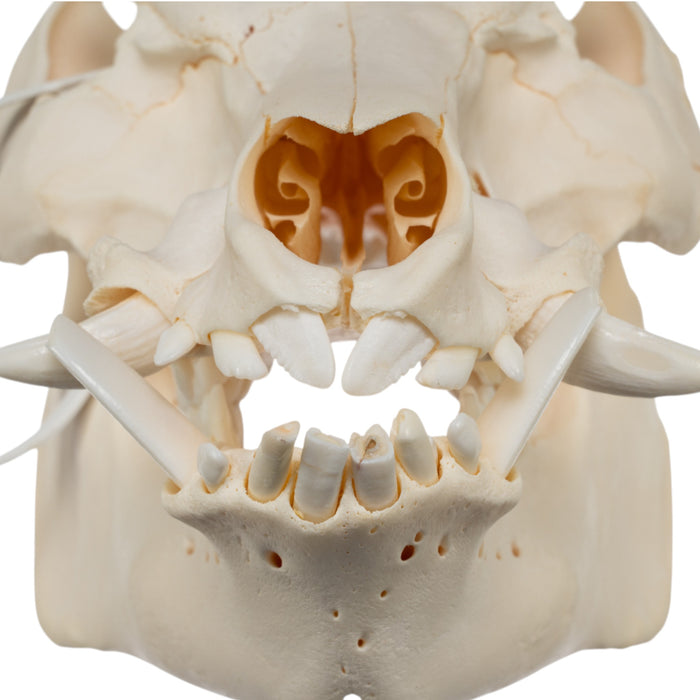 Real Potbellied Pig Skull