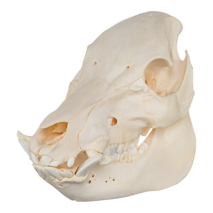 Real Potbellied Pig Skull