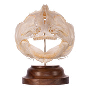 Real Catfish Skull on Stand