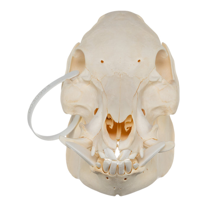 Real Potbellied Pig Skull