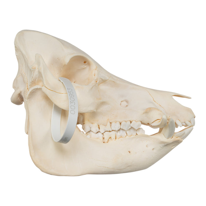 Real Potbellied Pig Skull