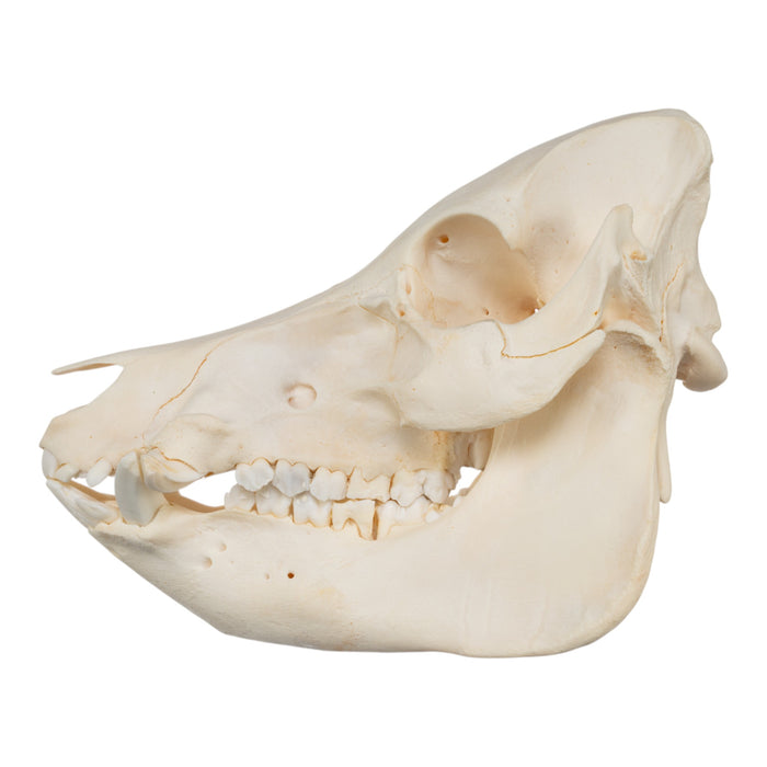 Real Potbellied Pig Skull