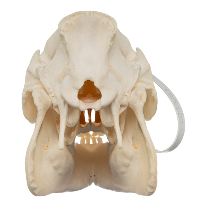 Real Potbellied Pig Skull