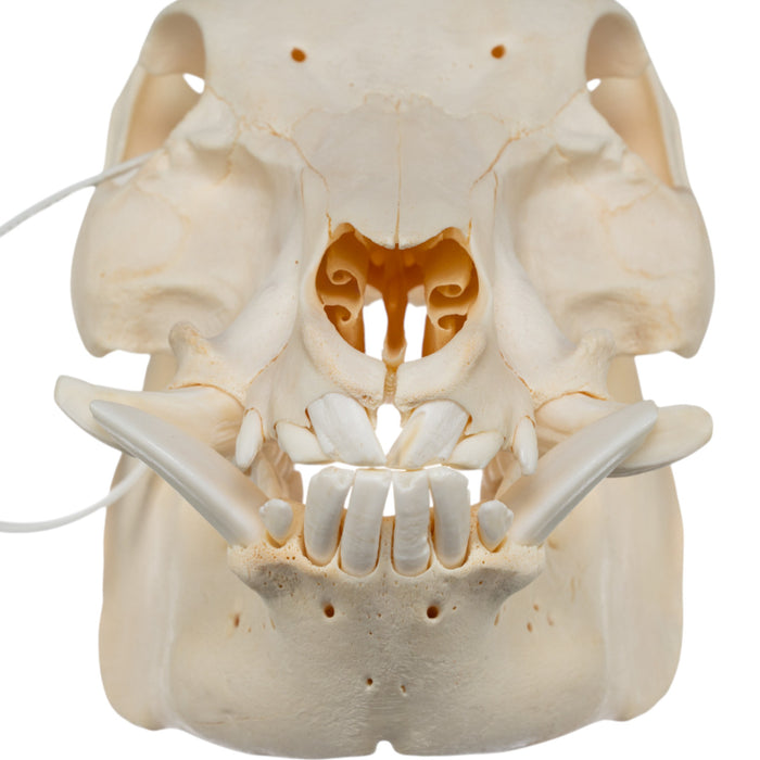 Real Potbellied Pig Skull