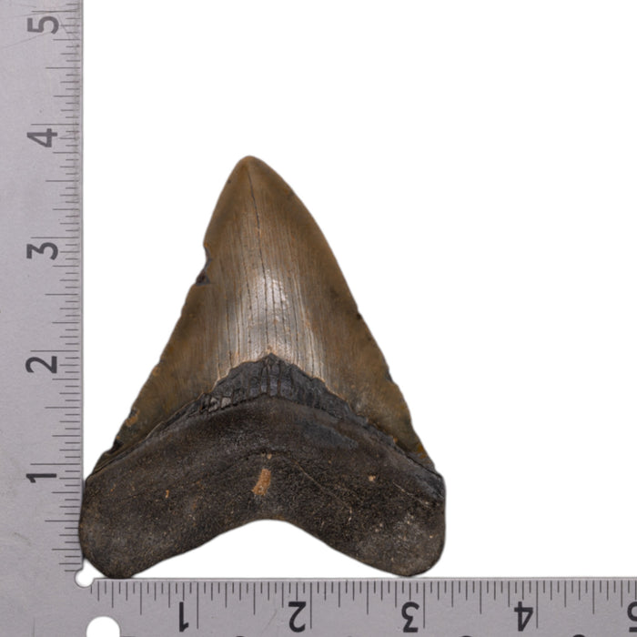 Real Megalodon Tooth