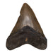 Real Megalodon Tooth