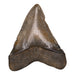 Real Megalodon Tooth