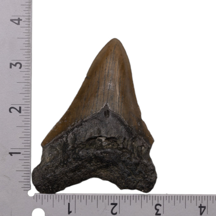 Real Megalodon Tooth