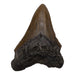 Real Megalodon Tooth