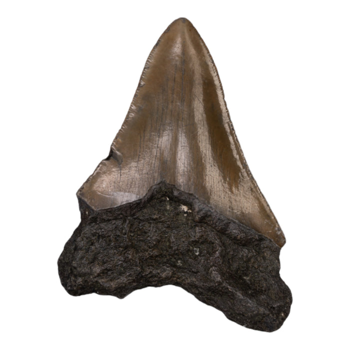 Real Megalodon Tooth