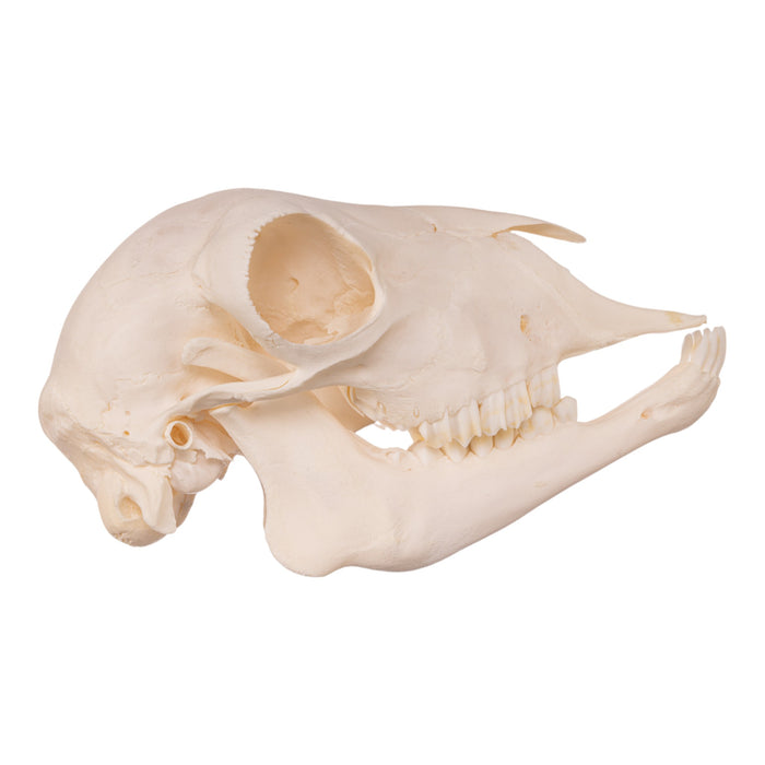 Real Domestic Goat Skull - Adolescent